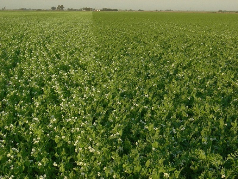 inoculación en legumbres de invierno